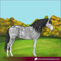 Horse Color:Black Ice 