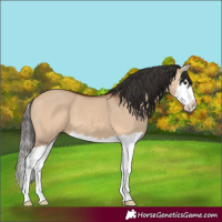Horse Color:Bay Dun Splash 