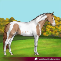 Horse Color:Red Dun Sabino Tobiano