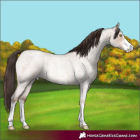 Horse Color:Sable Champagne Roan Dun Sabino