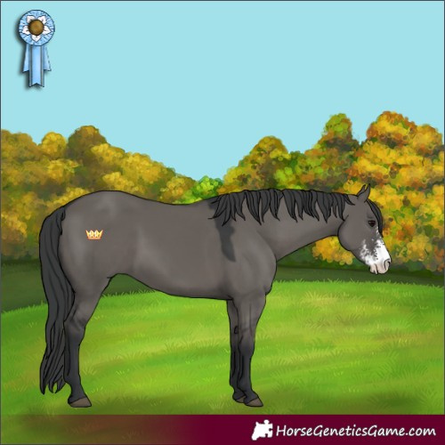 Horse Color:Grullo Sabino 
