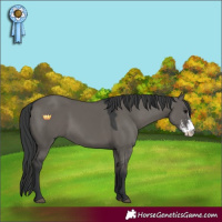 Horse Color:Grullo Sabino 