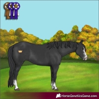 Horse Color:Black Sabino 