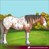 Horse Color:Bay Splash Appaloosa 