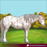 Horse Color:Bay Splash Appaloosa 