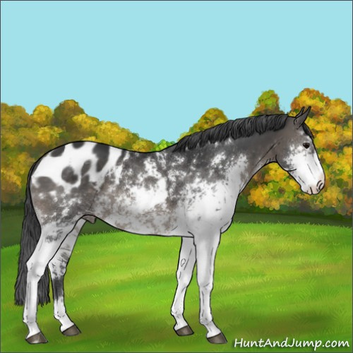 Horse Color:Black Sabino Appaloosa 