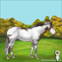 Horse Color:White Spotted Liver Chestnut Frame Rabicano 