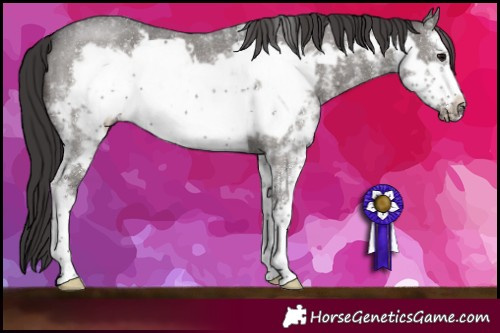 Horse Color:Smoky Black Sabino Frame
