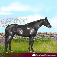 Horse Color:White Spotted Smoky Black Rabicano