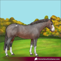 Horse Color:Brown Appaloosa 