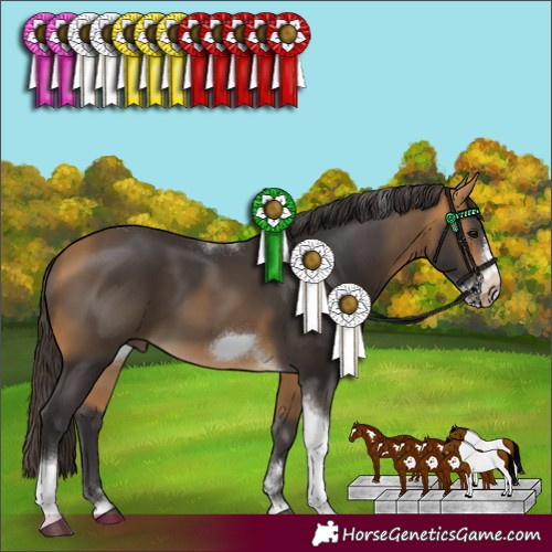 Horse Color:Buckskin Tobiano Frame 