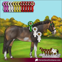 Horse Color:Buckskin Tobiano Frame 