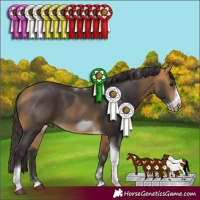 Horse Color:Buckskin Tobiano Frame 