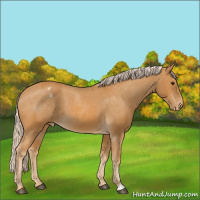 Horse Color:Palomino Varnish 