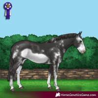 Horse Color:Smoky Black Sabino Frame 