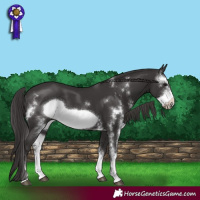Horse Color:Smoky Black Sabino Frame