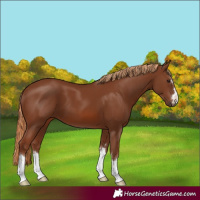 Horse Color:Chestnut 