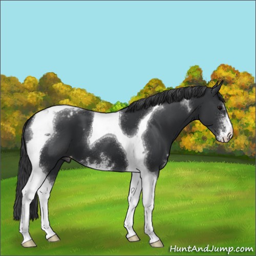 Horse Color:Black Sabino Tobiano Appaloosa 