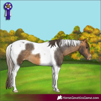 Horse Color:Buckskin Tobiano Appaloosa 