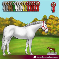 Horse Color:Gray Liver Chestnut Sabino Frame Rabicano