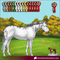 Horse Color:Gray Liver Chestnut Sabino Frame Rabicano 