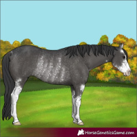Horse Color:Black Sabino Rabicano 