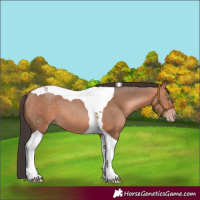 Horse Color:Sable Champagne Tobiano