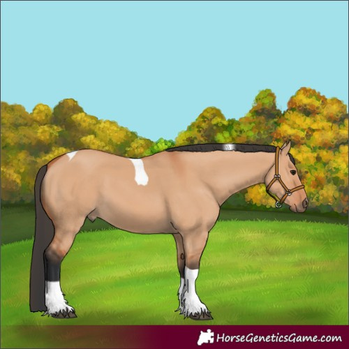 Horse Color:Unknown 