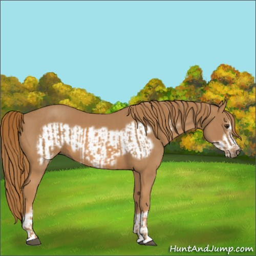 Horse Color:Chestnut and Chestnut Frame