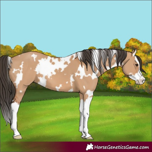 Horse Color:White Spotted Bay Dun Splash 