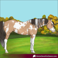 Horse Color:White Spotted Bay Dun Splash