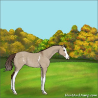 Horse Color:White Spotted Liver Red Dun Splash Rabicano