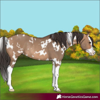 Horse Color:White Spotted Bay Dun Splash Rabicano 