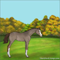 Horse Color:White Spotted Liver Red Dun Splash Rabicano