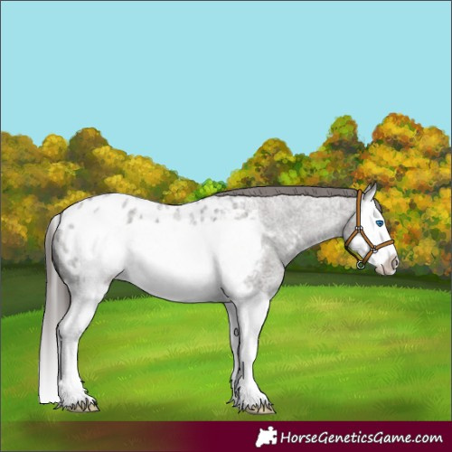 Horse Color:Grullo Roan Splash Frame Appaloosa 