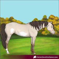 Horse Color:Amber Champagne Dun Frame 