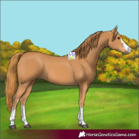 Horse Color:Chestnut 