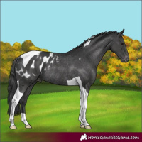 Horse Color:Black Tobiano Appaloosa Rabicano 