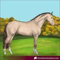 Horse Color:Amber Champagne Dun 