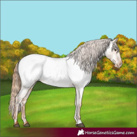 Horse Color:White Spotted Red Dun Appaloosa 