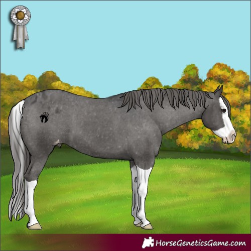 Horse Color:Black Splash Appaloosa 