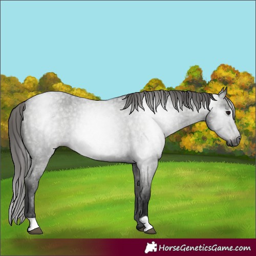 Horse Color:Gray Blue Roan Appaloosa 