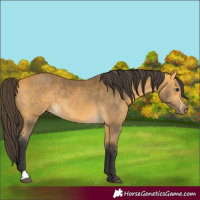 Horse Color:Buckskin 