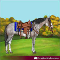 Horse Color:White Spotted Brown Roan Frame 