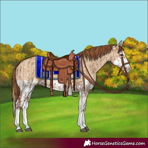 Horse Color:Red Dun Splash and Red Dun Splash