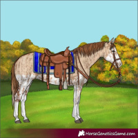 Horse Color:Red Dun Splash  and Red Dun Splash 