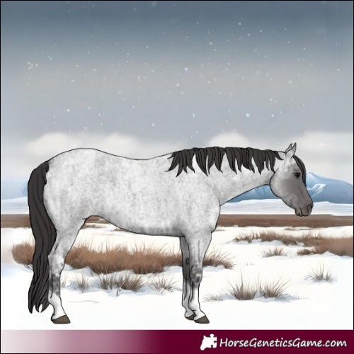 Horse Color:Smoky Blue Ice Roan Tobiano 