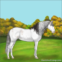 Horse Color:Brown Sabino