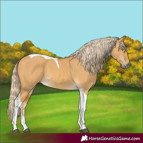 Horse Color:Palomino Dun Tobiano 