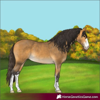 Horse Color:Buckskin 